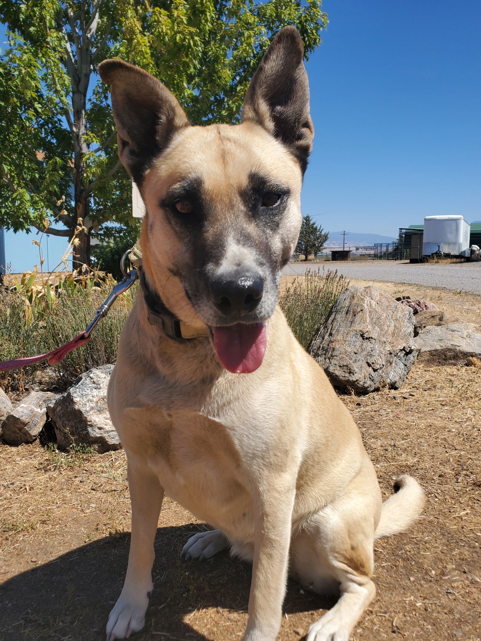 Sister, an adoptable Shepherd, Husky in Yreka, CA, 96097 | Photo Image 2