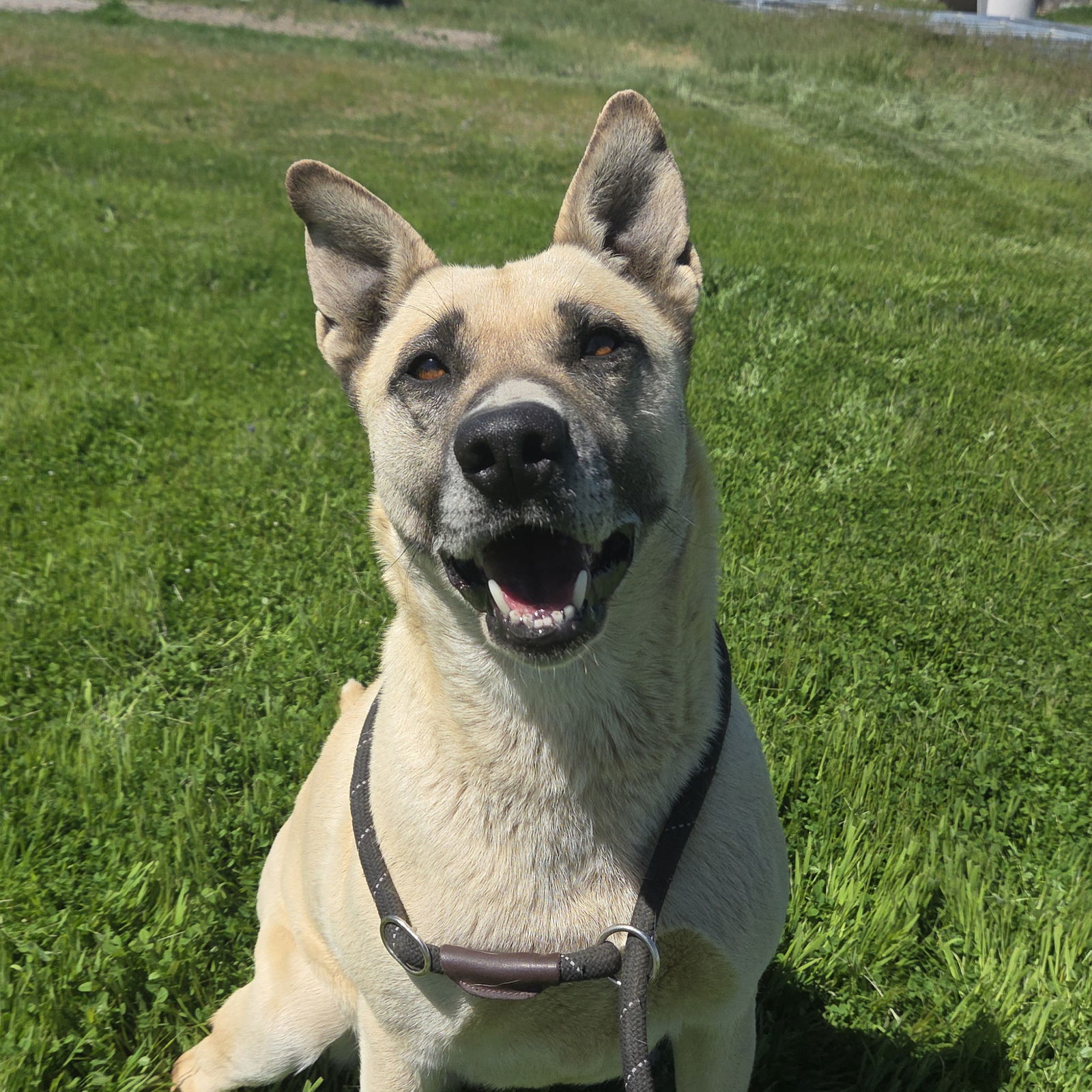 Sister, an adoptable Belgian Shepherd / Sheepdog, Husky in Yreka, CA, 96097 | Photo Image 2