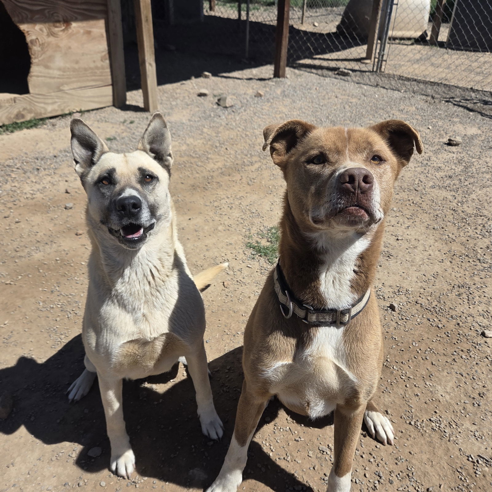Sister, an adoptable Belgian Shepherd / Sheepdog, Husky in Yreka, CA, 96097 | Photo Image 3