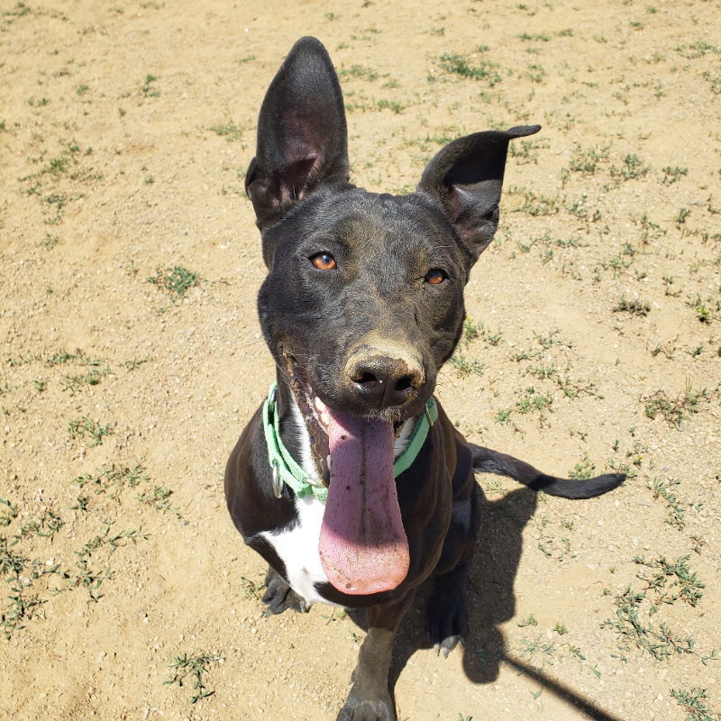 Lydia, an adoptable Border Collie, American Staffordshire Terrier in Yreka, CA, 96097 | Photo Image 1