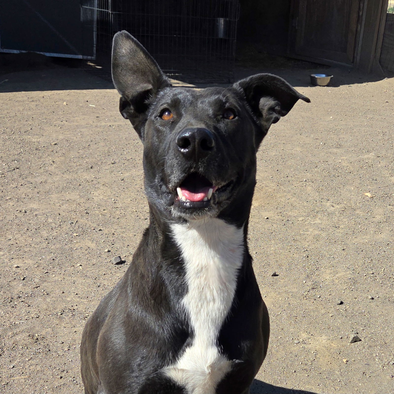 Lydia, an adoptable Border Collie, American Staffordshire Terrier in Yreka, CA, 96097 | Photo Image 1
