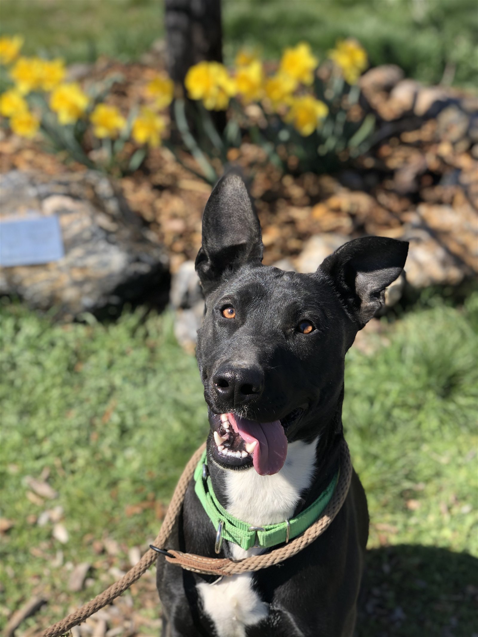 Lydia, an adoptable Border Collie, American Staffordshire Terrier in Yreka, CA, 96097 | Photo Image 2