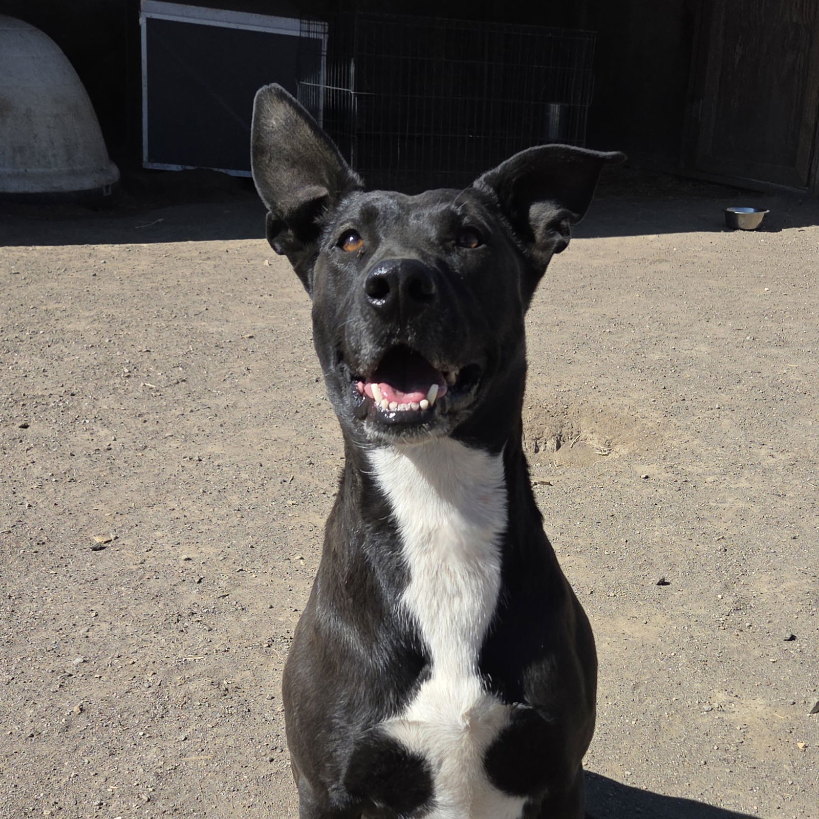 Lydia, an adoptable Border Collie, American Staffordshire Terrier in Yreka, CA, 96097 | Photo Image 2