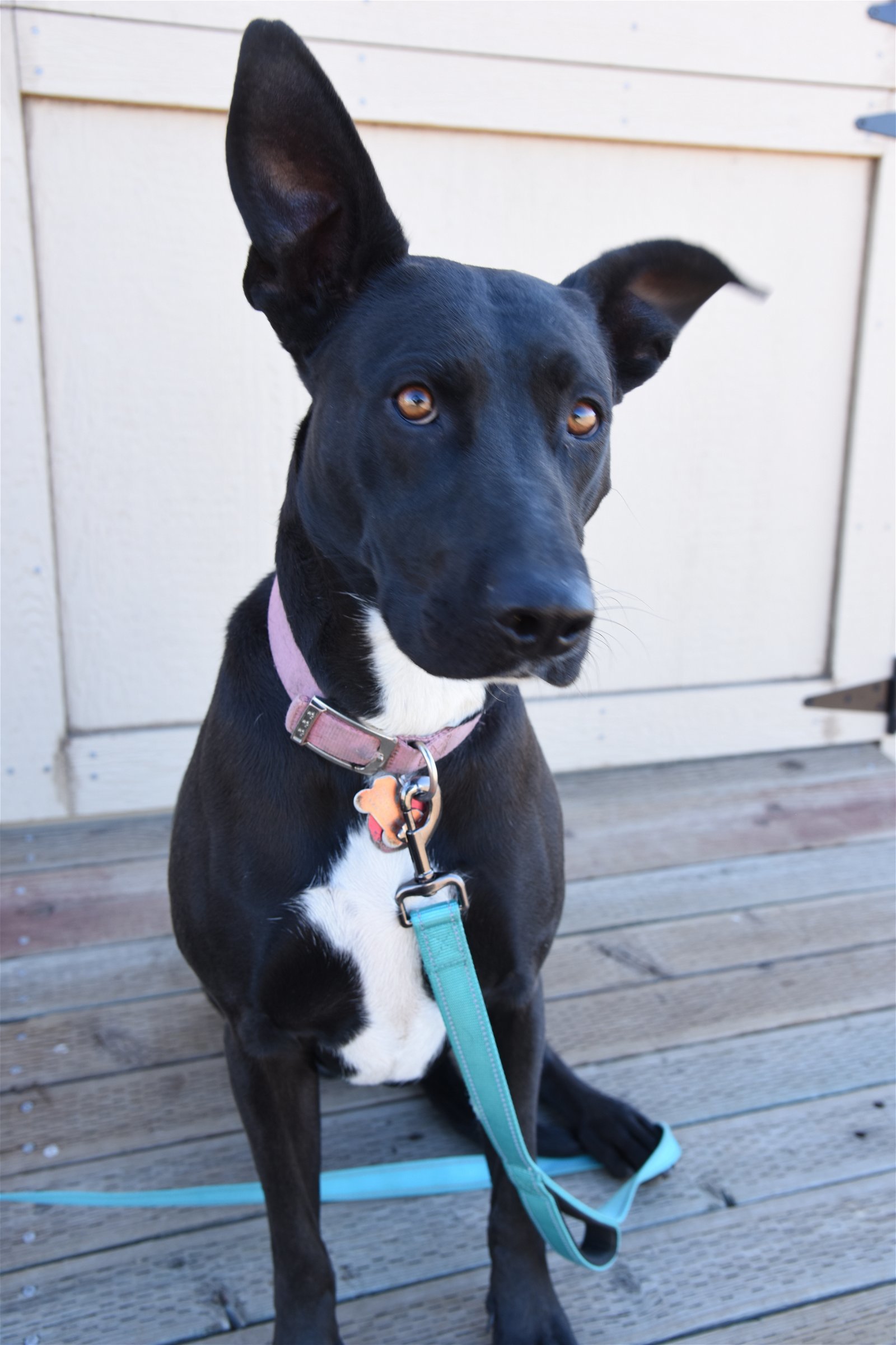 Lydia, an adoptable Border Collie, American Staffordshire Terrier in Yreka, CA, 96097 | Photo Image 3