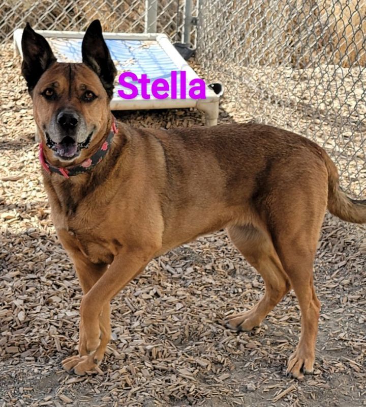 Stella, an adoptable German Shepherd Dog Mix in Madras, OR_image-2