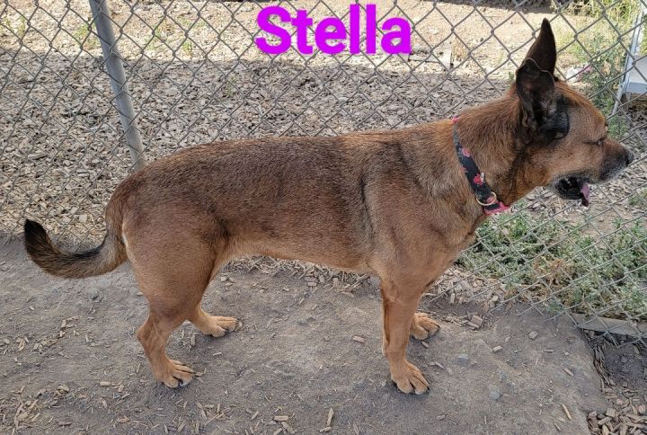 Stella, an adoptable German Shepherd Dog Mix in Madras, OR_image-3