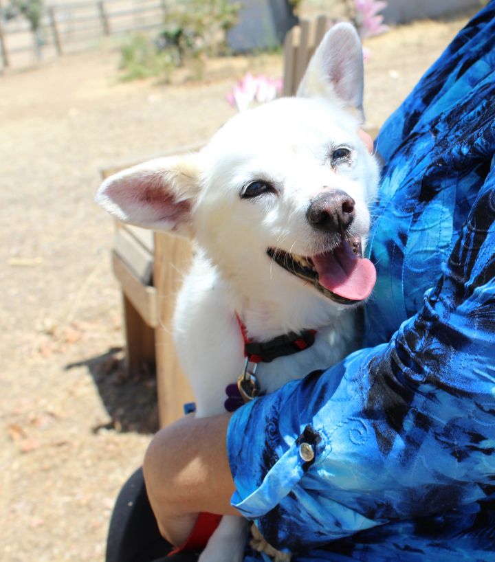 Chihuahua sales eskimo mix