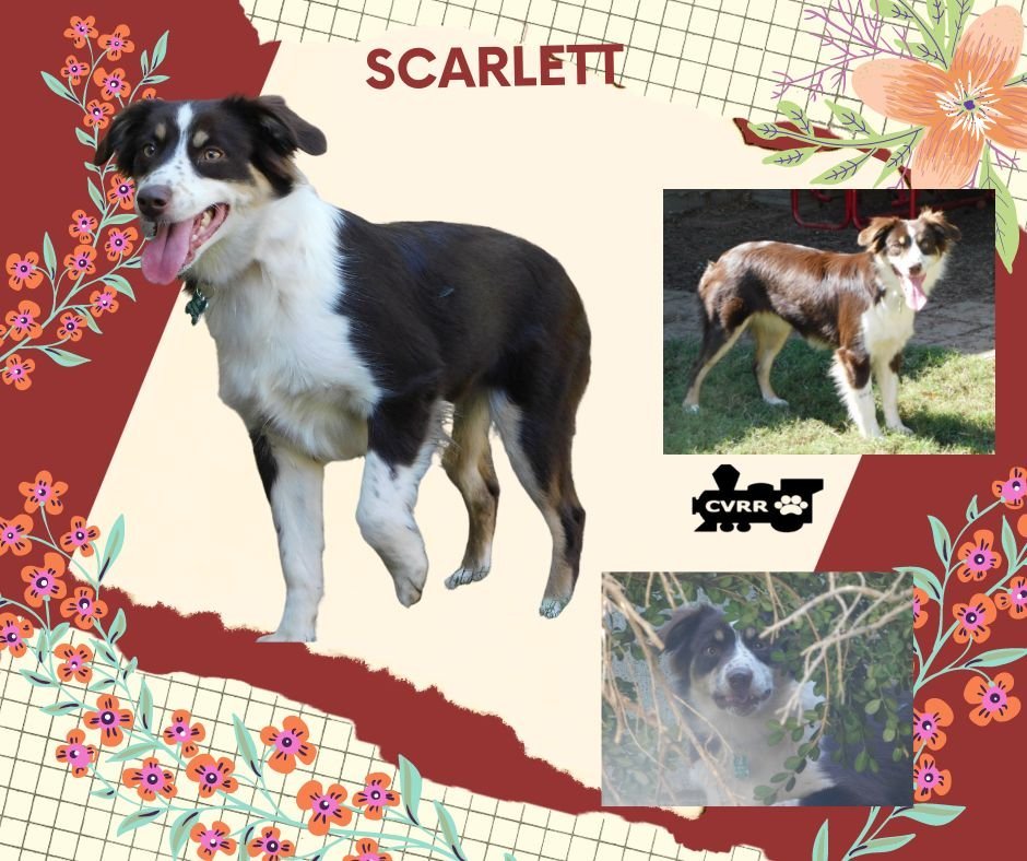 Scarlett (Ritzy)