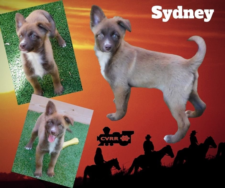 Sydney (Puppy)