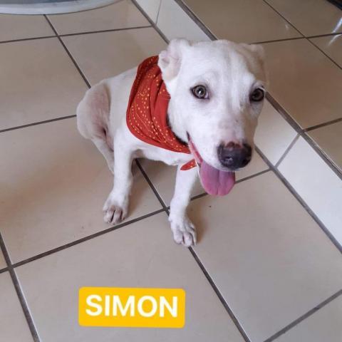 Simon