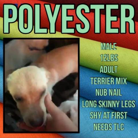 POLYESTER