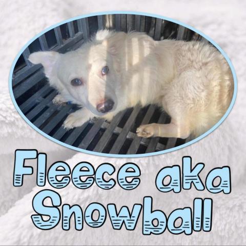 Fleece aka snowball