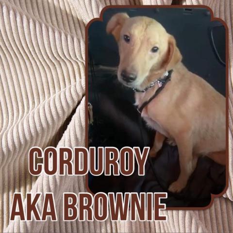 Corduroy aka brownie