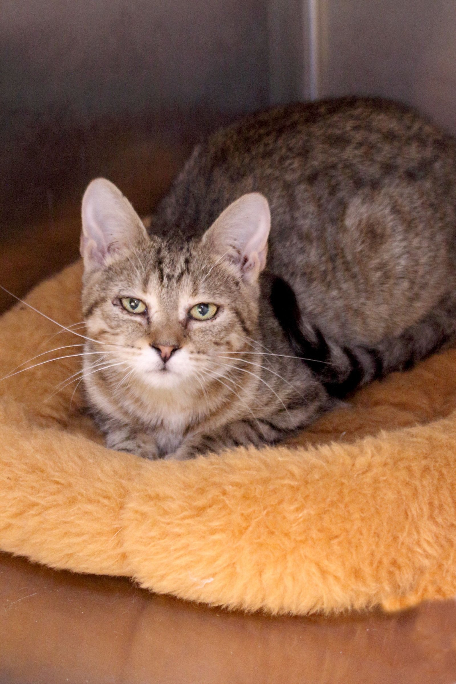 Middy, an adoptable Tiger, Domestic Short Hair in Austin, MN, 55912 | Photo Image 1