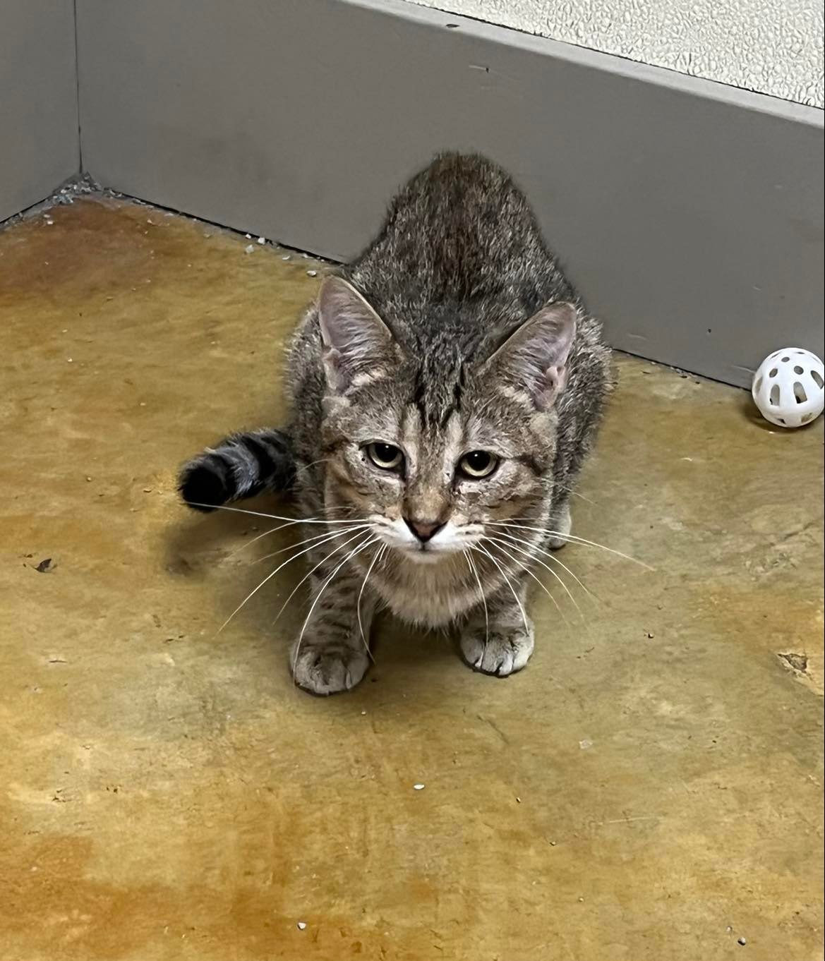 Middy, an adoptable Tiger, Domestic Short Hair in Austin, MN, 55912 | Photo Image 2