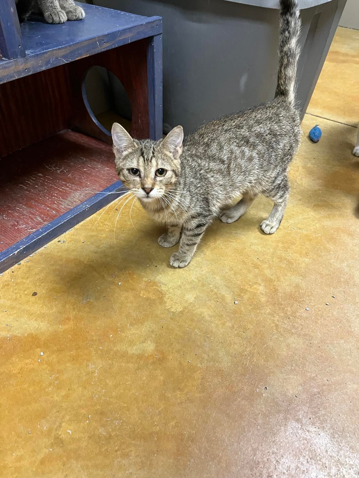 Middy, an adoptable Tiger, Domestic Short Hair in Austin, MN, 55912 | Photo Image 3