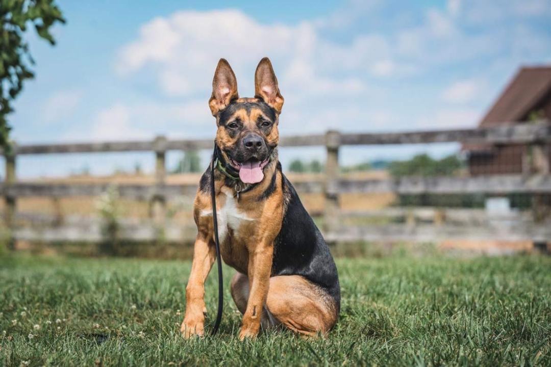 German shepherd mixed store with american bulldog