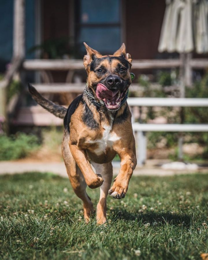 American bulldog german 2024 shepherd mix puppies