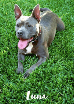 Luna (foster to adopt), an adoptable American Staffordshire Terrier & Pit Bull Terrier Mix in White Lake, MI_image-2