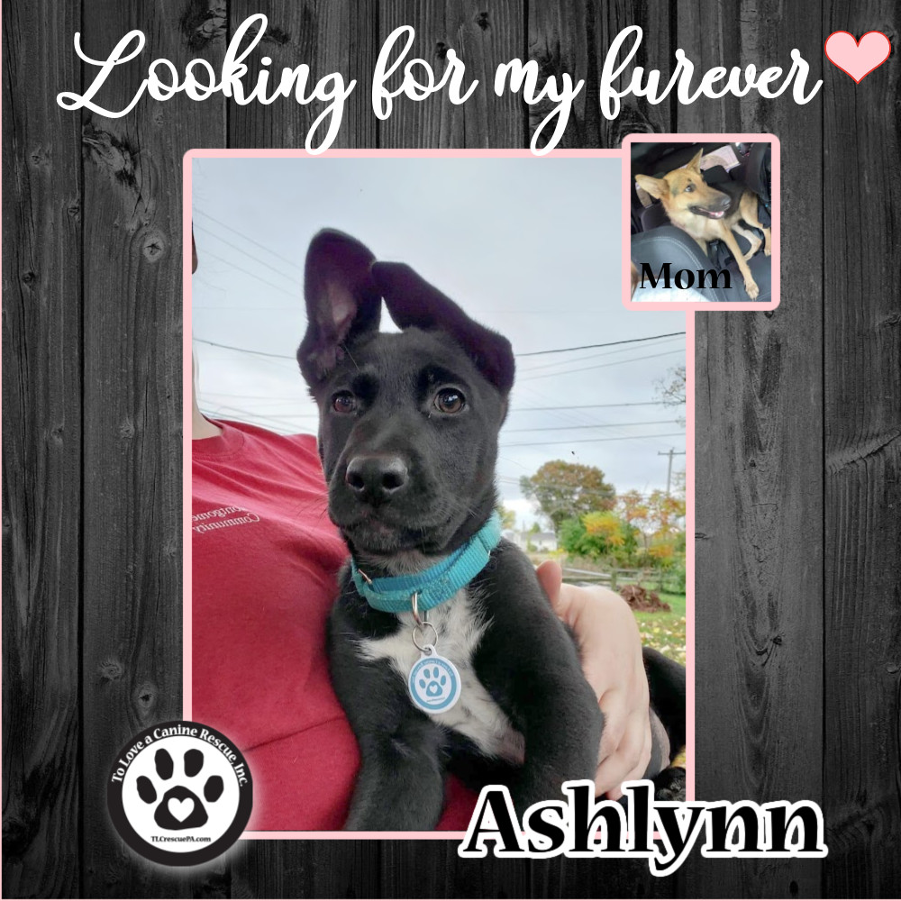 Ashlynn (Irelands Pups) 100822