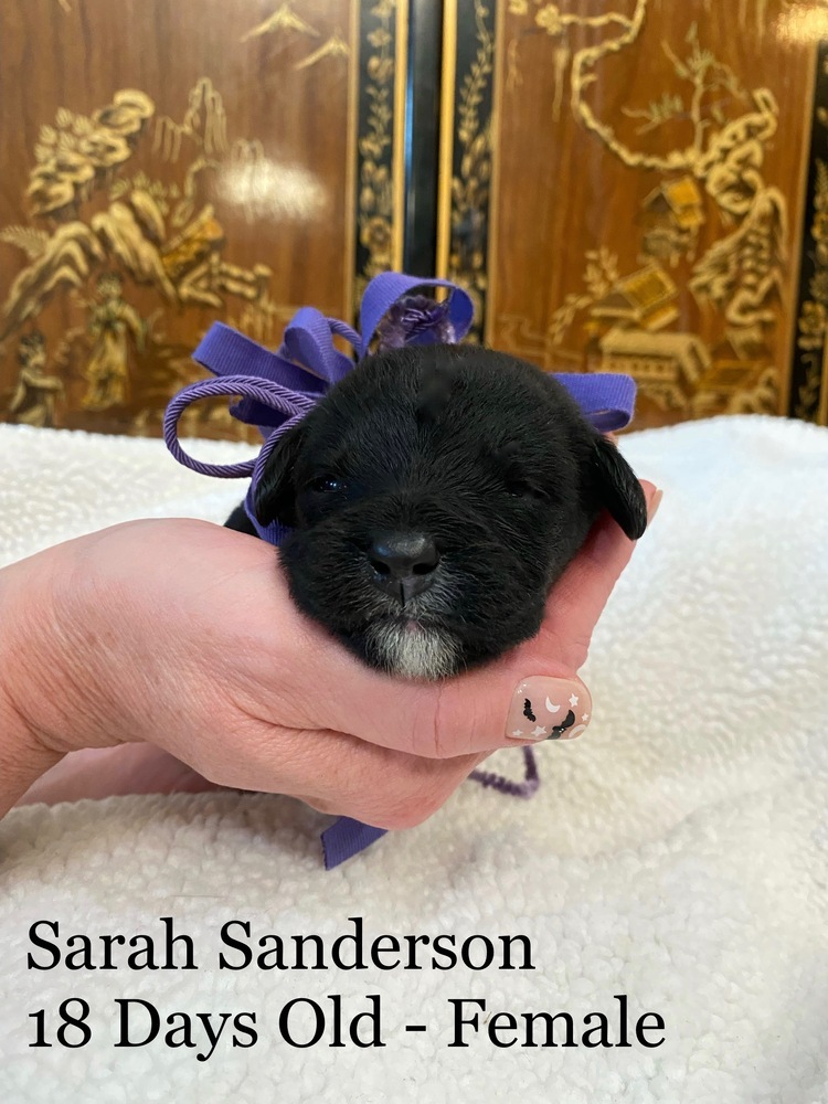 Sarah Sanderson