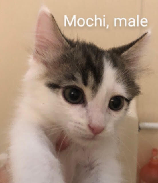 Mochi, an adoptable Domestic Medium Hair in Lancaster, CA, 93536 | Photo Image 1