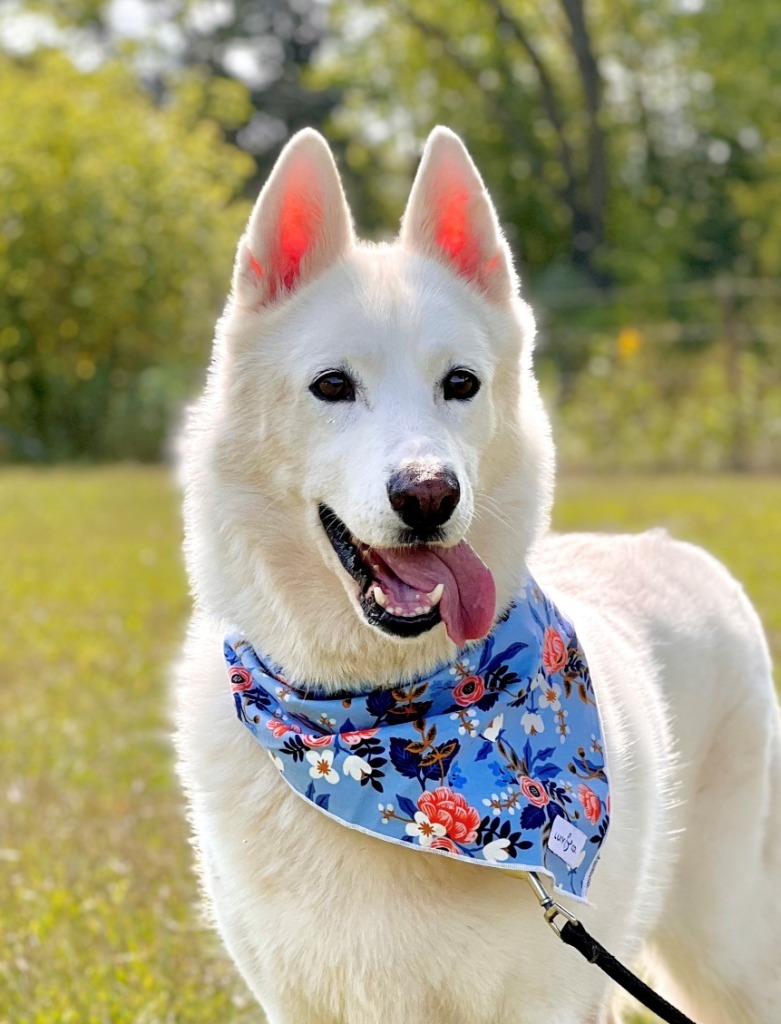 Lulu, an adoptable Mixed Breed in Menomonie, WI, 54751 | Photo Image 1