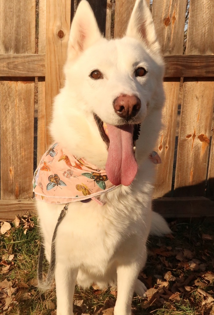 Lulu, an adoptable Mixed Breed in Menomonie, WI, 54751 | Photo Image 2