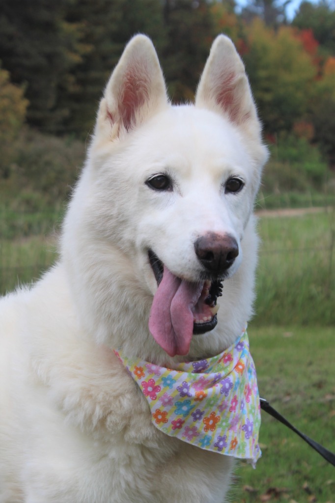 Lulu, an adoptable Mixed Breed in Menomonie, WI, 54751 | Photo Image 5