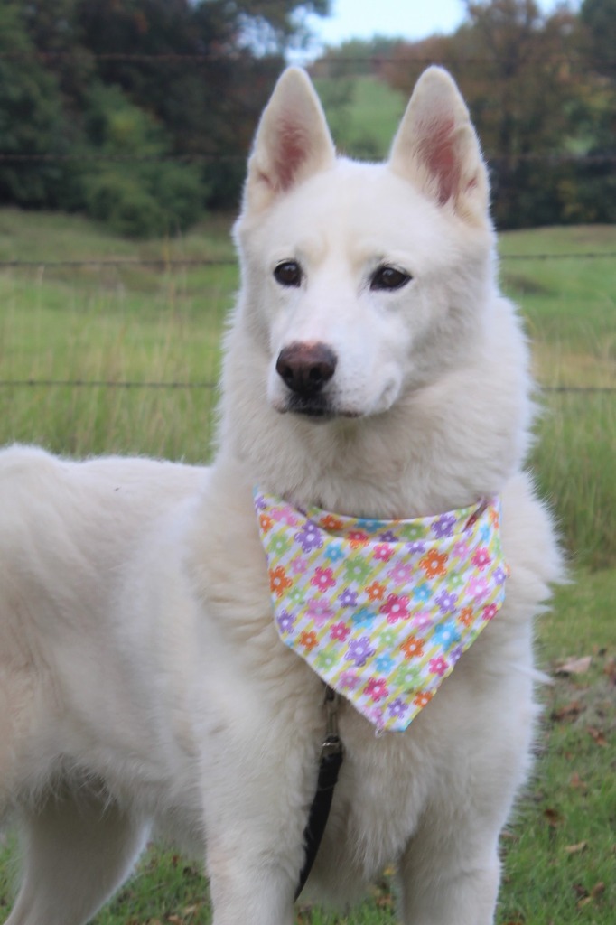 Lulu, an adoptable Mixed Breed in Menomonie, WI, 54751 | Photo Image 6