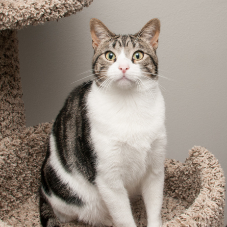 Mac (gets adopted with Snow), an adoptable Tabby in Westminster, CO, 80031 | Photo Image 2