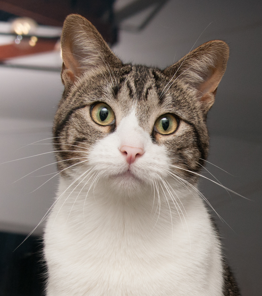 Mac (gets adopted with Snow), an adoptable Tabby in Westminster, CO, 80031 | Photo Image 1