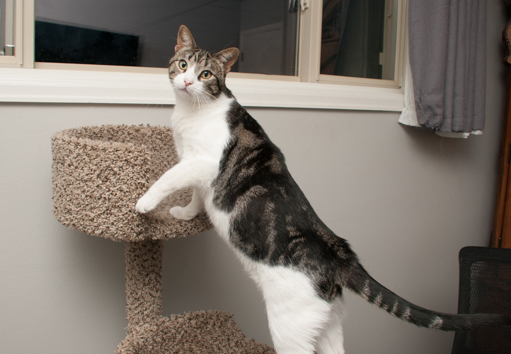 Mac (gets adopted with Snow), an adoptable Tabby in Westminster, CO, 80031 | Photo Image 3