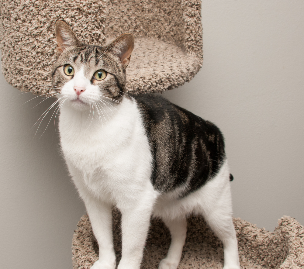 Mac (gets adopted with Snow), an adoptable Tabby in Westminster, CO, 80031 | Photo Image 4