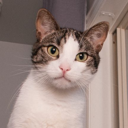 Snow (gets adopted with Mac), an adoptable Domestic Short Hair in Westminster, CO, 80031 | Photo Image 1