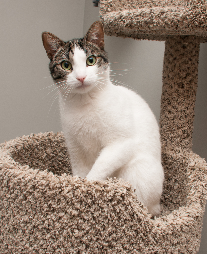 Snow (gets adopted with Mac), an adoptable Domestic Short Hair in Westminster, CO, 80031 | Photo Image 2