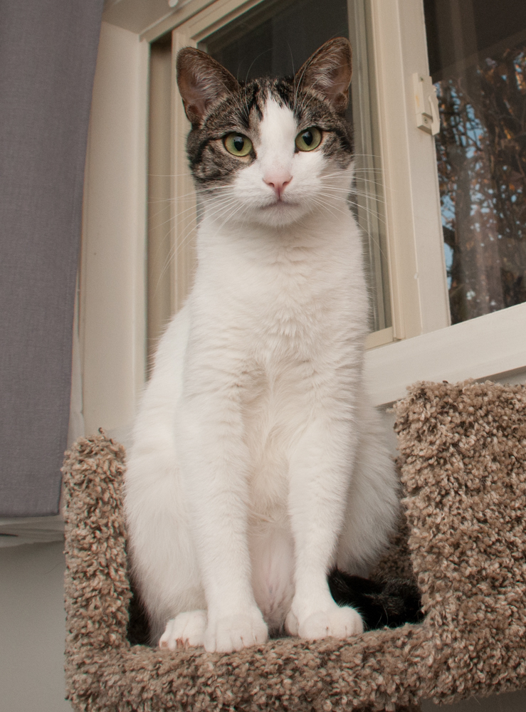 Snow (gets adopted with Mac), an adoptable Domestic Short Hair in Westminster, CO, 80031 | Photo Image 3