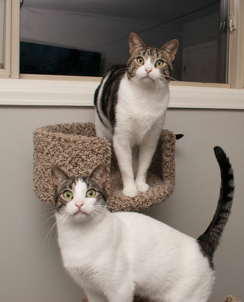 Snow (gets adopted with Mac), an adoptable Domestic Short Hair in Westminster, CO, 80031 | Photo Image 4