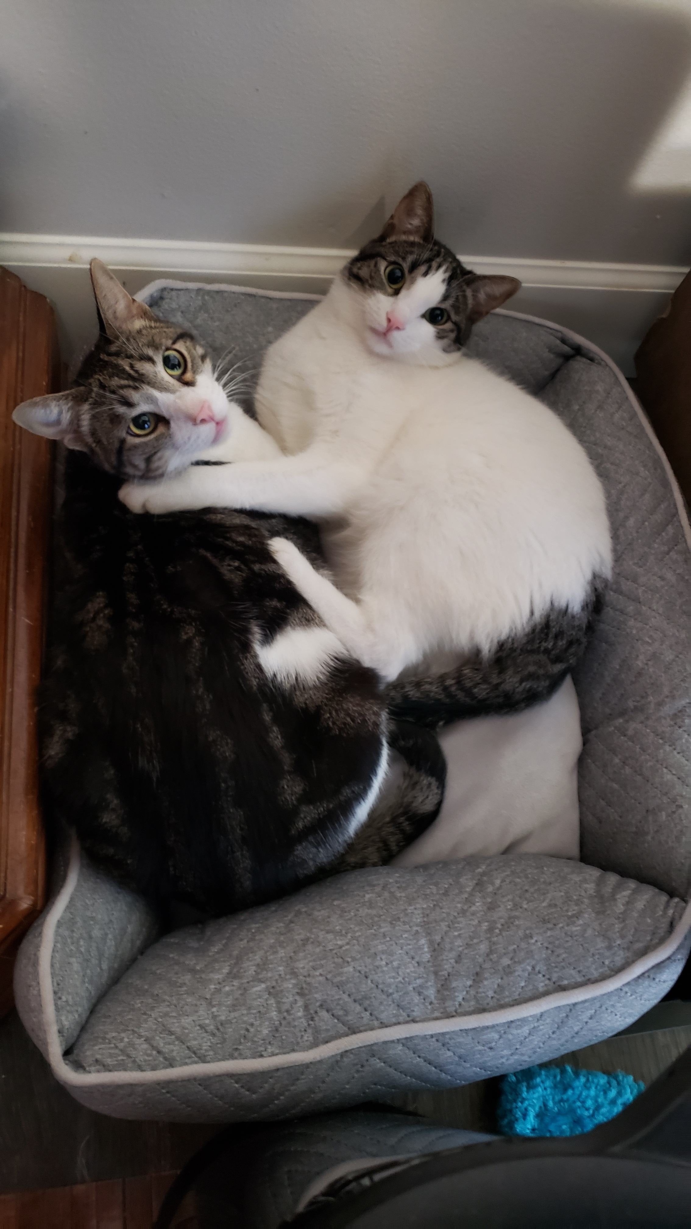 Snow (gets adopted with Mac), an adoptable Domestic Short Hair in Westminster, CO, 80031 | Photo Image 5