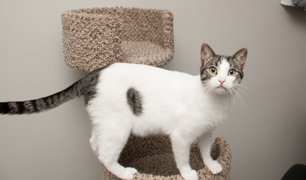 Snow (gets adopted with Mac), an adoptable Domestic Short Hair in Westminster, CO, 80031 | Photo Image 6