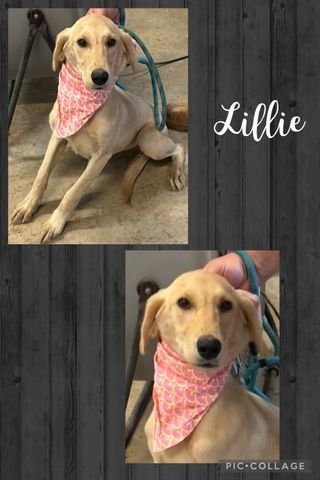 Foster to adopt needed - Lillie