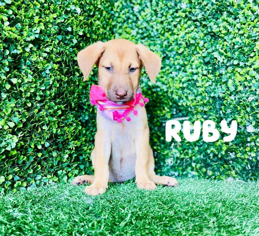 Ruby #2