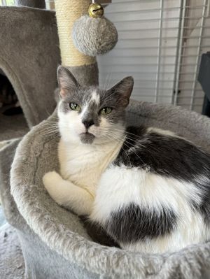 Elisa, Baby Female Domestic Short Hair