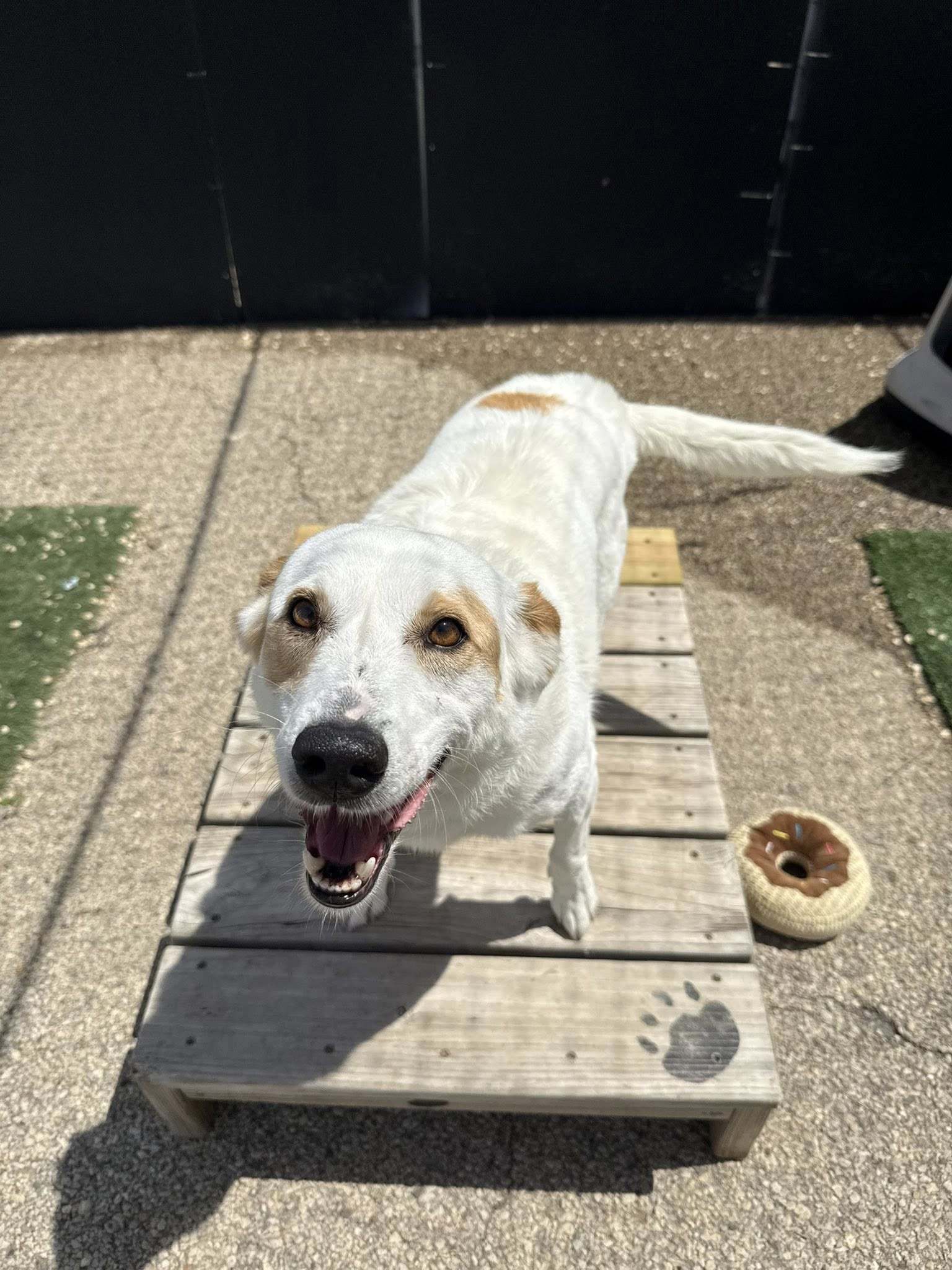 Lily, an adoptable Terrier in Cedar Rapids, IA, 52405 | Photo Image 1