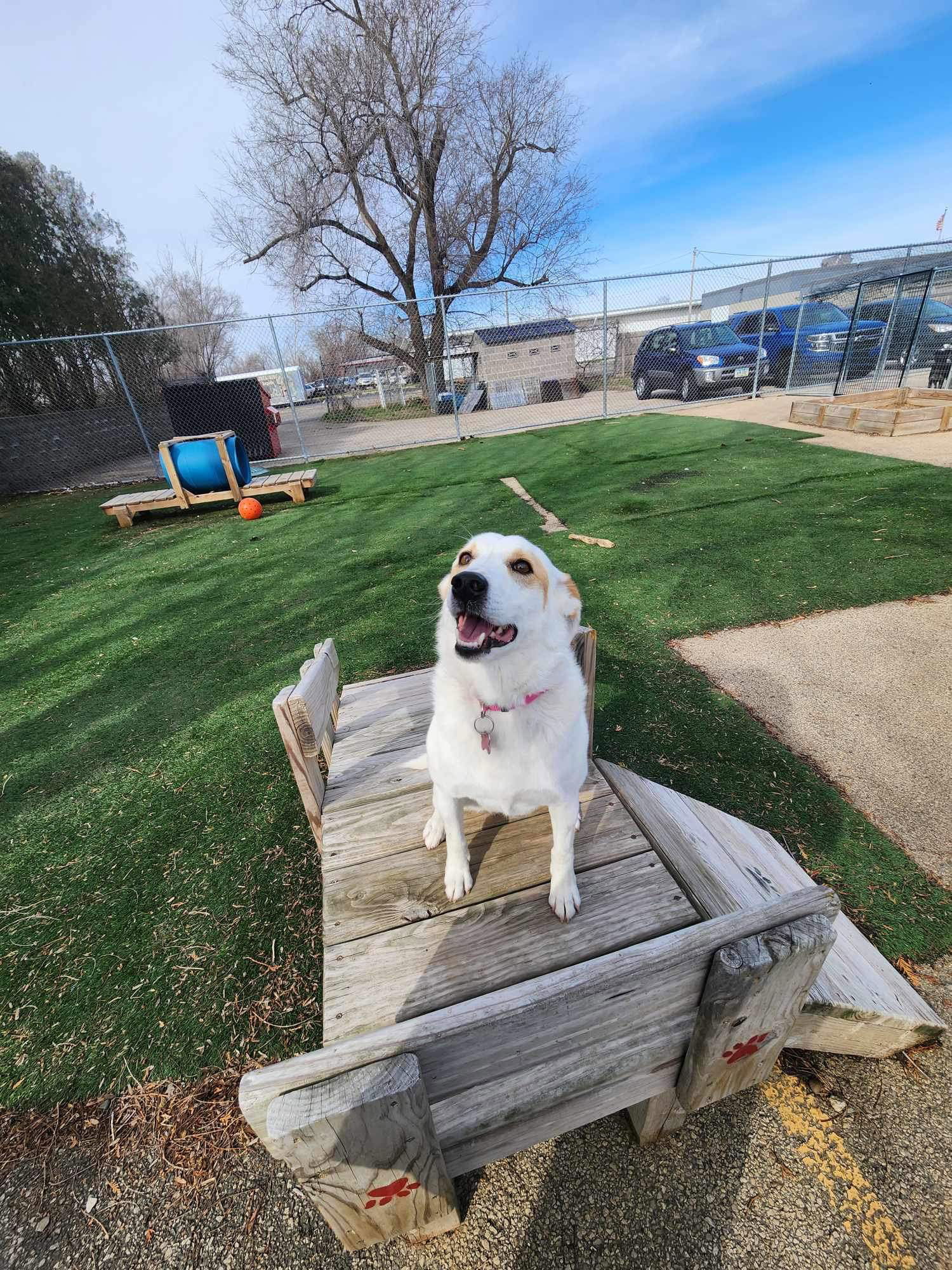 Lily, an adoptable Terrier in Cedar Rapids, IA, 52405 | Photo Image 2