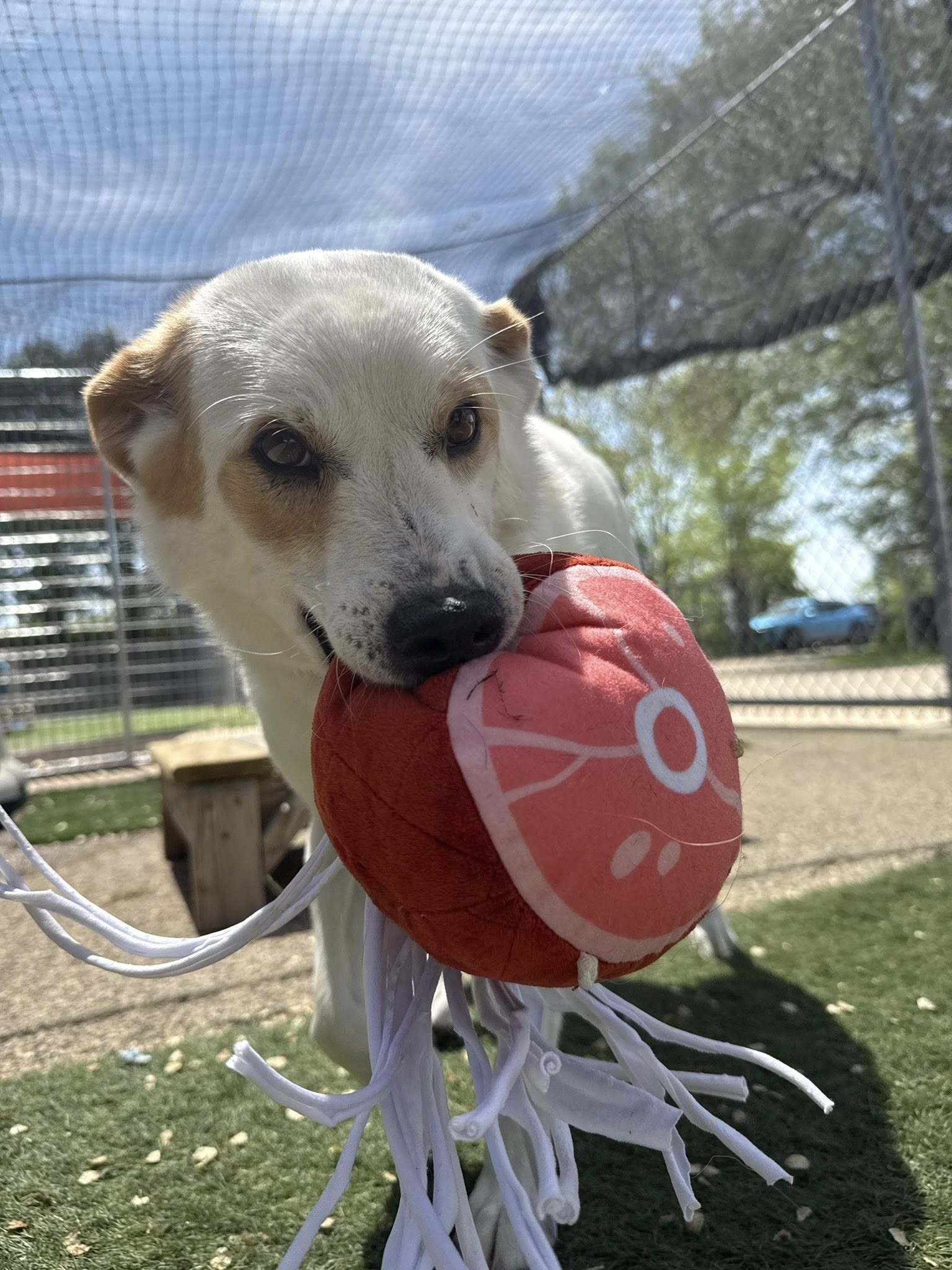 Lily, an adoptable Terrier in Cedar Rapids, IA, 52405 | Photo Image 2