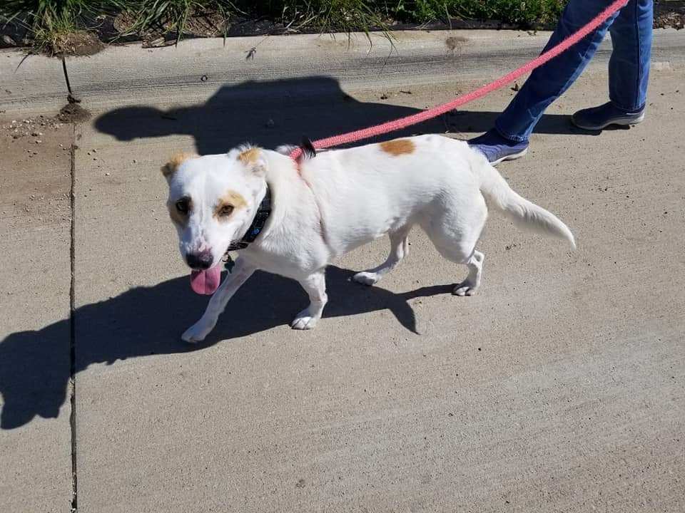 Lily, an adoptable Terrier in Cedar Rapids, IA, 52405 | Photo Image 3