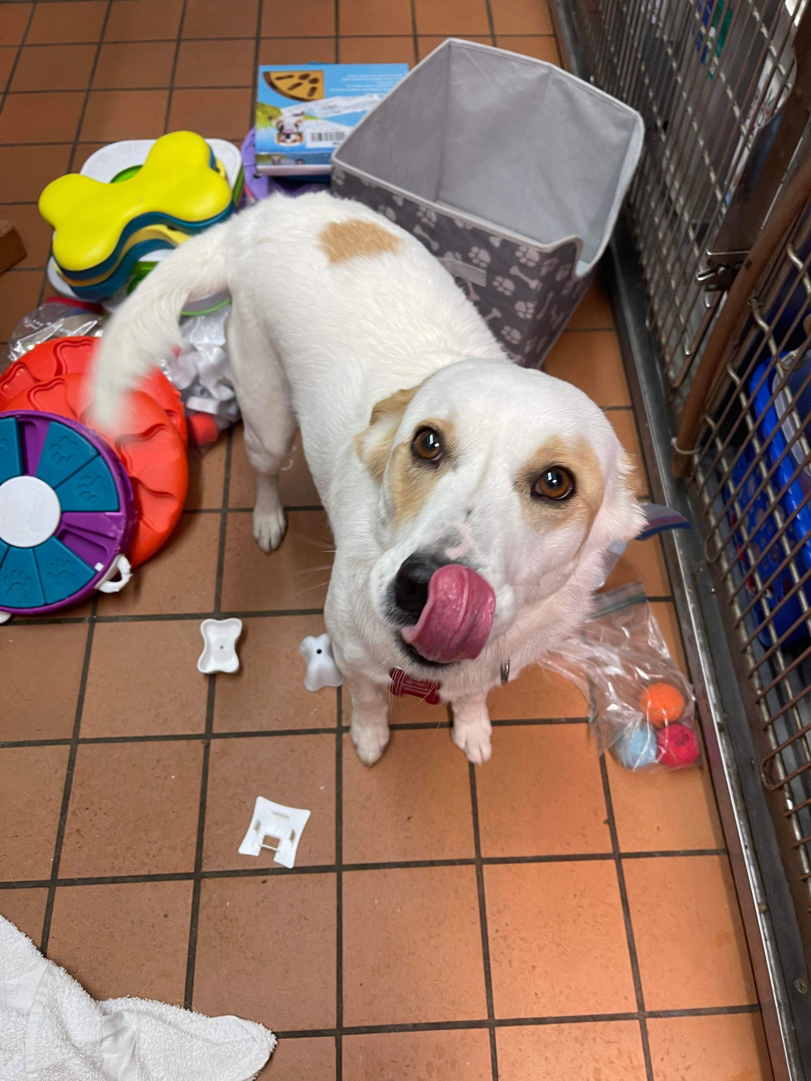 Lily, an adoptable Terrier in Cedar Rapids, IA, 52405 | Photo Image 3