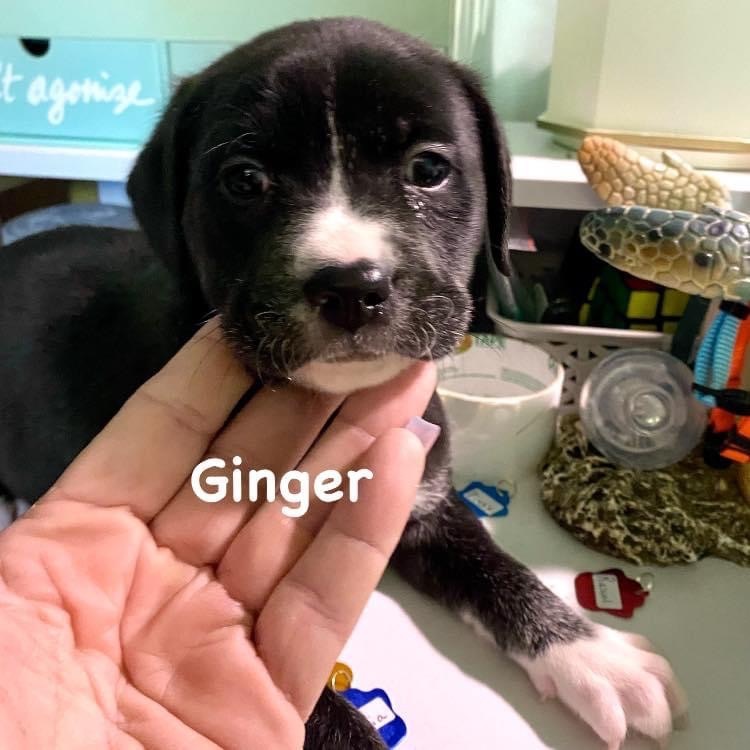 Ginger. G