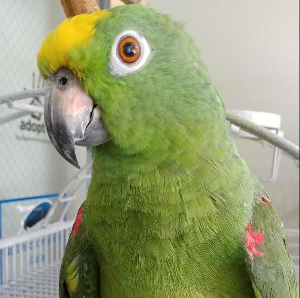 Cleo 5